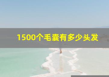 1500个毛囊有多少头发