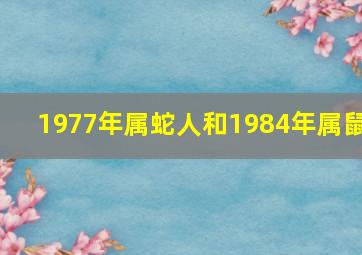 1977年属蛇人和1984年属鼠