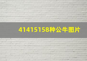 41415158种公牛图片