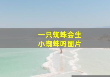 一只蜘蛛会生小蜘蛛吗图片