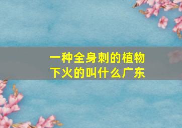 一种全身刺的植物下火的叫什么广东