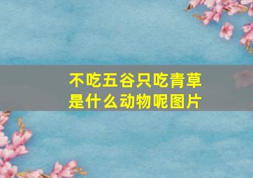 不吃五谷只吃青草是什么动物呢图片