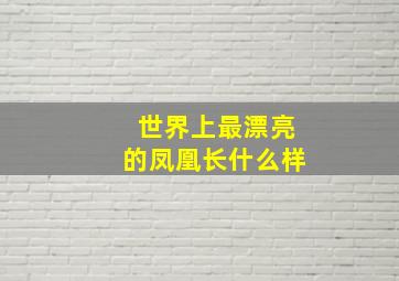 世界上最漂亮的凤凰长什么样