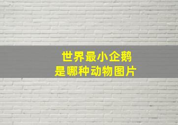 世界最小企鹅是哪种动物图片