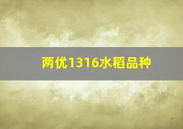 两优1316水稻品种