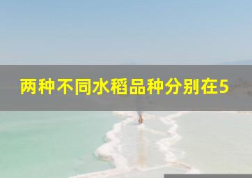 两种不同水稻品种分别在5