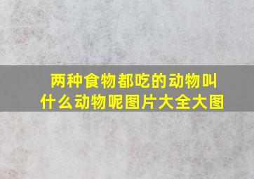 两种食物都吃的动物叫什么动物呢图片大全大图