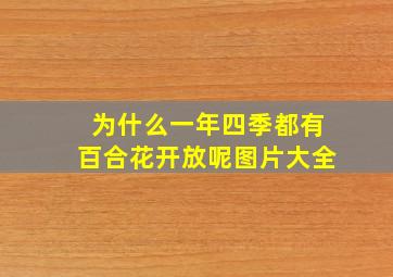 为什么一年四季都有百合花开放呢图片大全