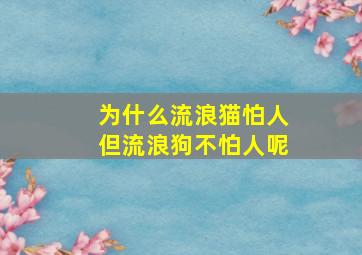 为什么流浪猫怕人但流浪狗不怕人呢