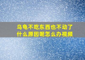 乌龟不吃东西也不动了什么原因呢怎么办视频