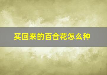 买回来的百合花怎么种