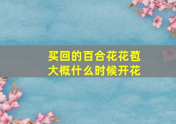 买回的百合花花苞大概什么时候开花