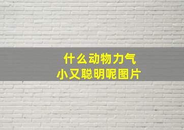 什么动物力气小又聪明呢图片