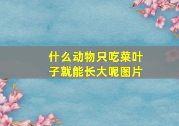 什么动物只吃菜叶子就能长大呢图片