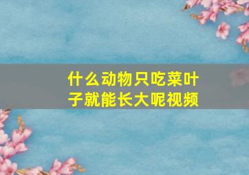 什么动物只吃菜叶子就能长大呢视频