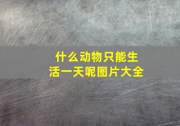 什么动物只能生活一天呢图片大全