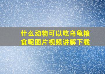 什么动物可以吃乌龟粮食呢图片视频讲解下载