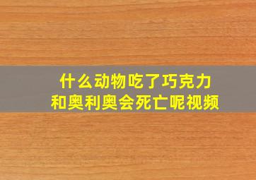 什么动物吃了巧克力和奥利奥会死亡呢视频