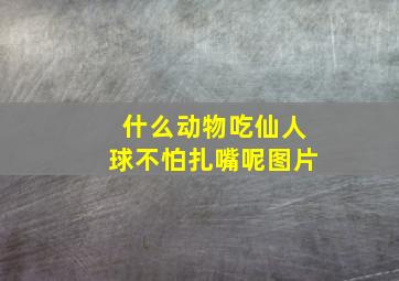 什么动物吃仙人球不怕扎嘴呢图片