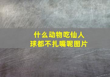 什么动物吃仙人球都不扎嘴呢图片