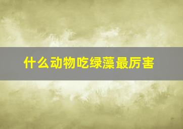 什么动物吃绿藻最厉害