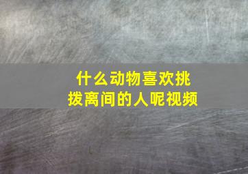 什么动物喜欢挑拨离间的人呢视频