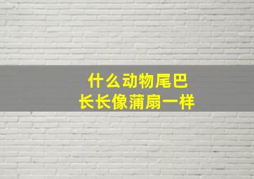 什么动物尾巴长长像蒲扇一样