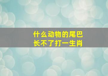 什么动物的尾巴长不了打一生肖