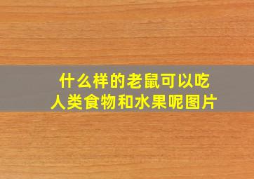 什么样的老鼠可以吃人类食物和水果呢图片