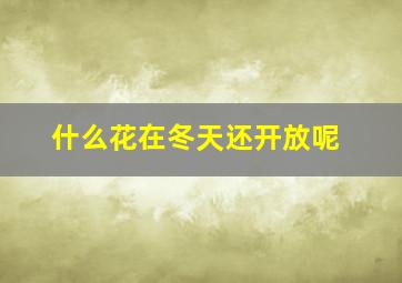 什么花在冬天还开放呢