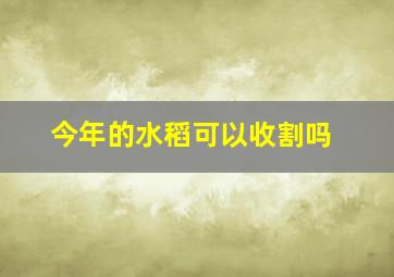 今年的水稻可以收割吗