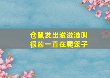 仓鼠发出滋滋滋叫很凶一直在爬笼子