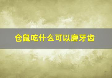 仓鼠吃什么可以磨牙齿