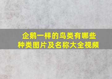 企鹅一样的鸟类有哪些种类图片及名称大全视频