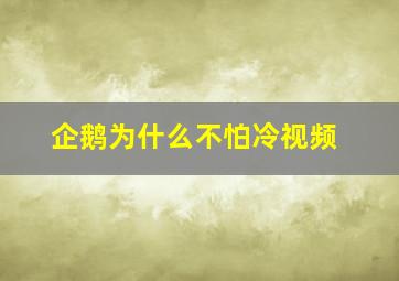 企鹅为什么不怕冷视频