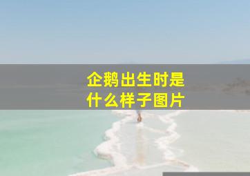 企鹅出生时是什么样子图片