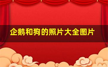 企鹅和狗的照片大全图片