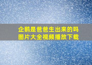 企鹅是爸爸生出来的吗图片大全视频播放下载