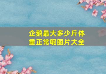 企鹅最大多少斤体重正常呢图片大全