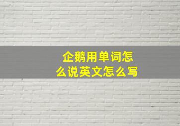 企鹅用单词怎么说英文怎么写