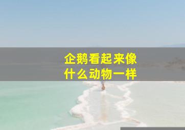 企鹅看起来像什么动物一样