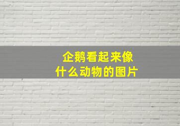 企鹅看起来像什么动物的图片