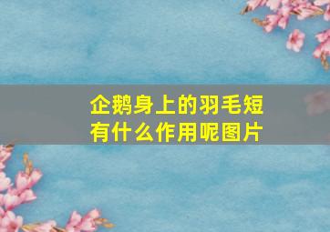 企鹅身上的羽毛短有什么作用呢图片