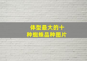 体型最大的十种蜘蛛品种图片