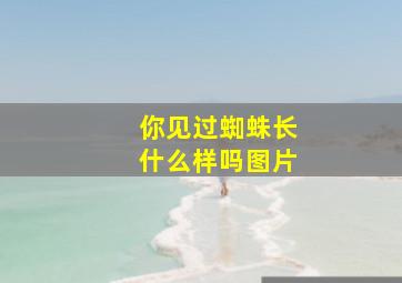 你见过蜘蛛长什么样吗图片