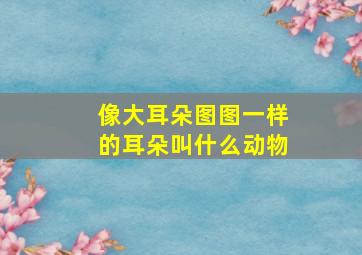 像大耳朵图图一样的耳朵叫什么动物