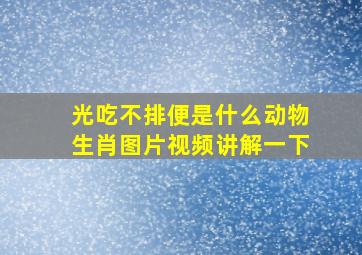 光吃不排便是什么动物生肖图片视频讲解一下