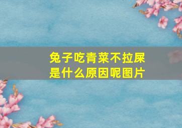 兔子吃青菜不拉屎是什么原因呢图片