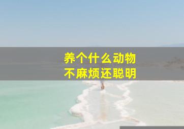 养个什么动物不麻烦还聪明