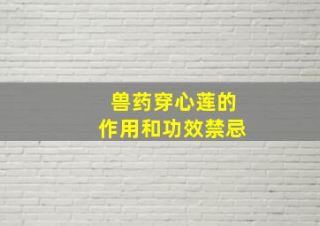 兽药穿心莲的作用和功效禁忌